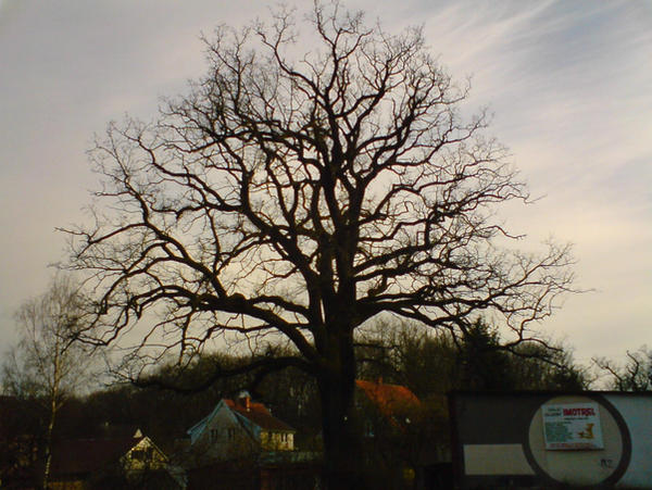Deivien Tree Divine Tree by korsarz on DeviantArt