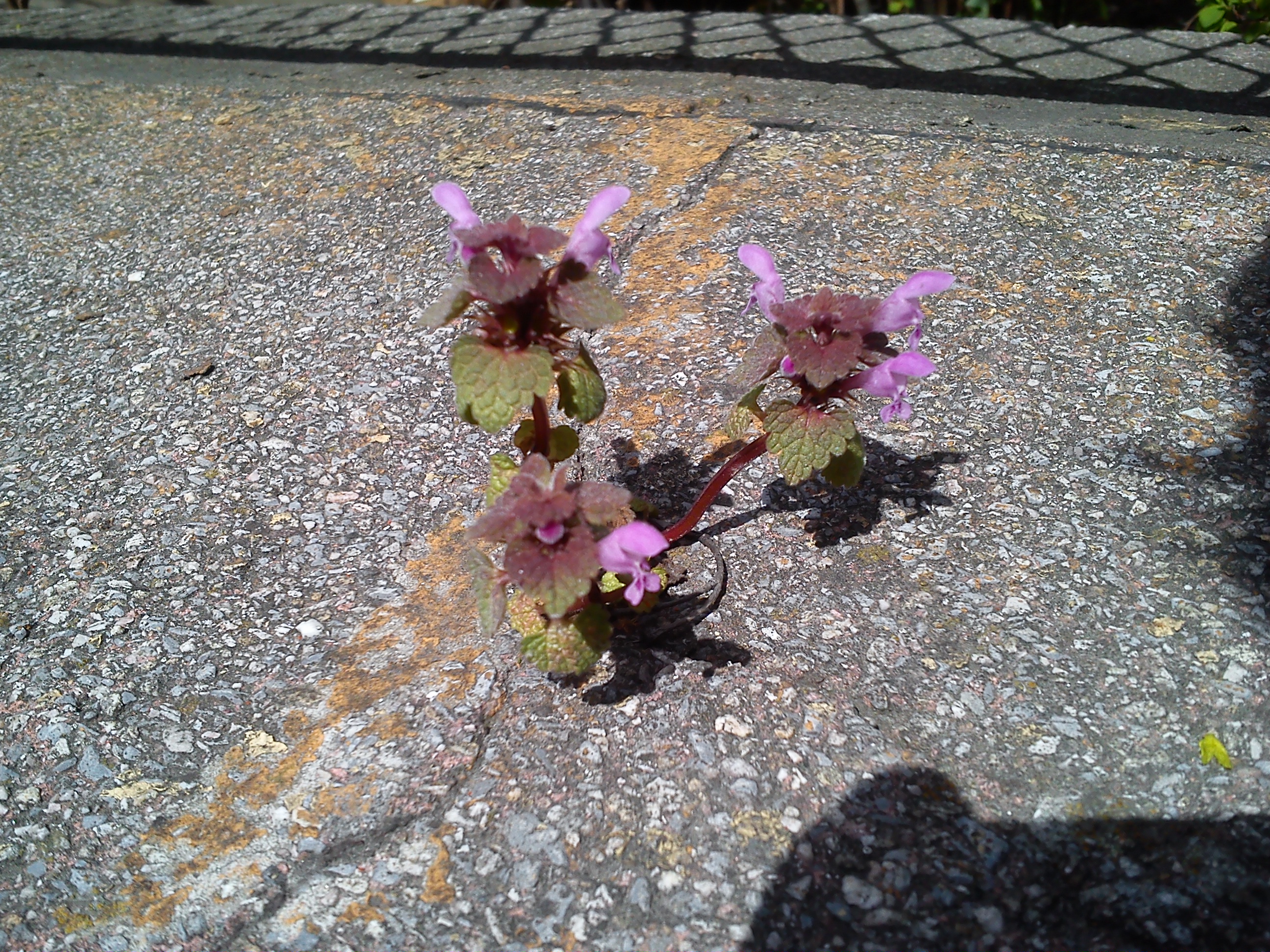 Flower on the Wall