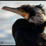 Cormorant