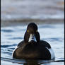 Tufted Duck 2