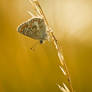 Brown Argus 2