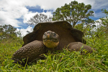 Galapagos Tortoise