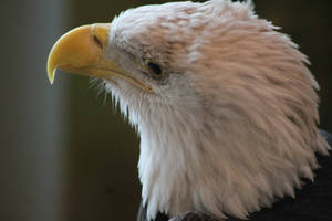 Bald Eagle by NathanKroll