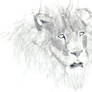 Lion head