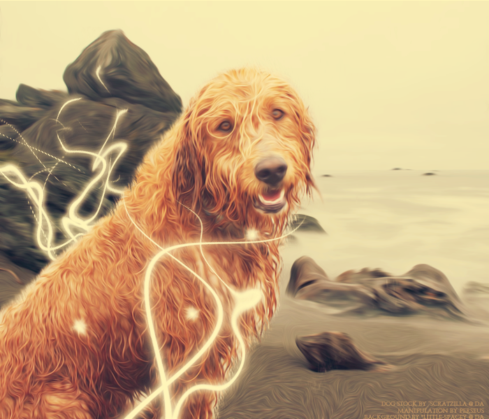 Sandy Sparkle Dog