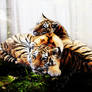 Tiger cubs!