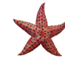 Under the Sea - Pink Starfish