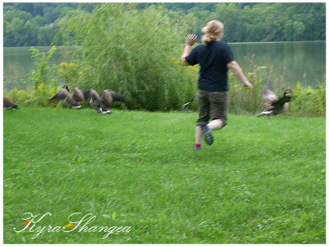 CHASE GEESE