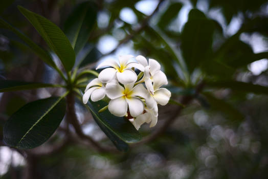 Frangipani