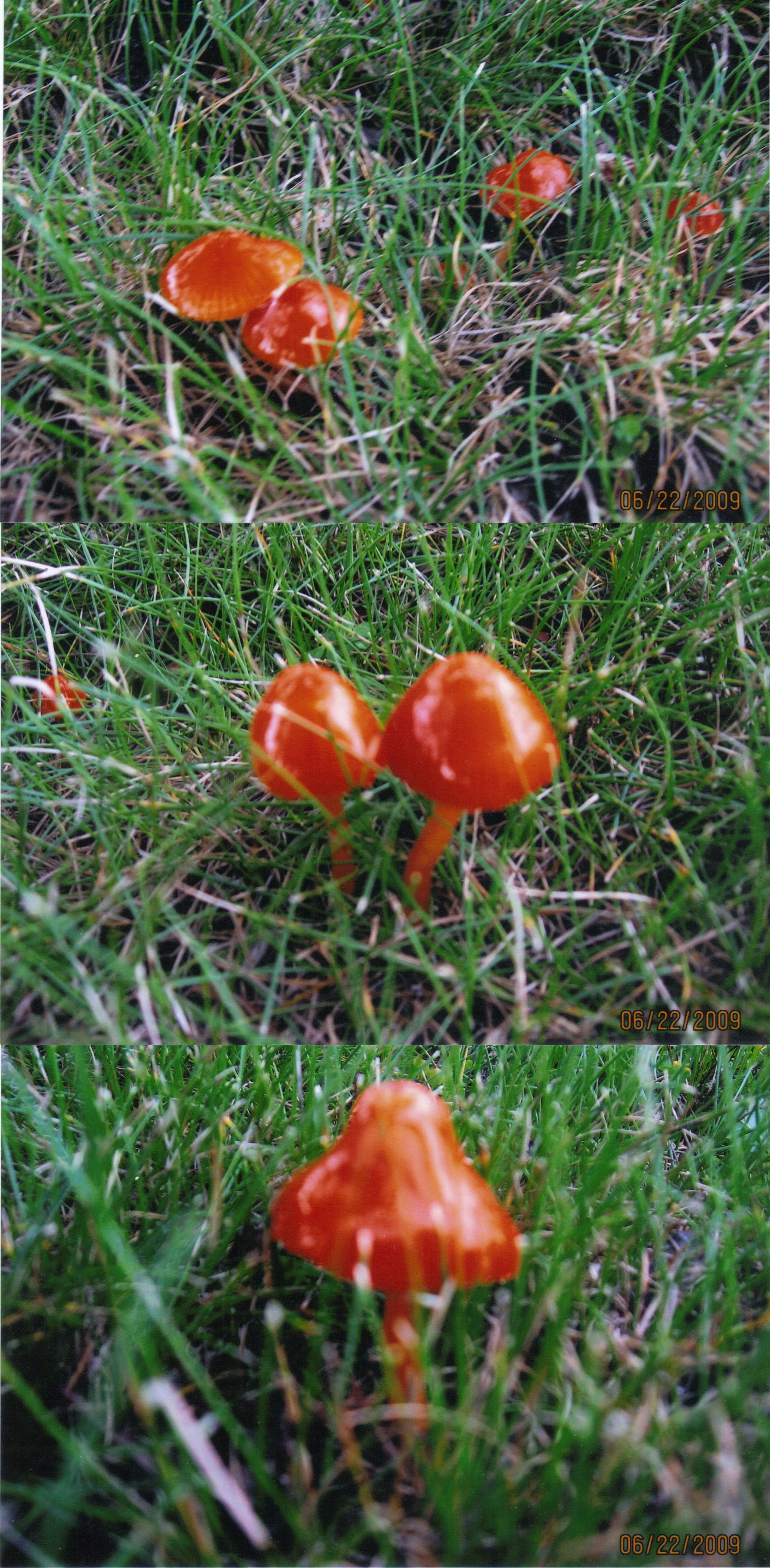 Mushroom Gallary