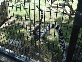 lemur! 8D