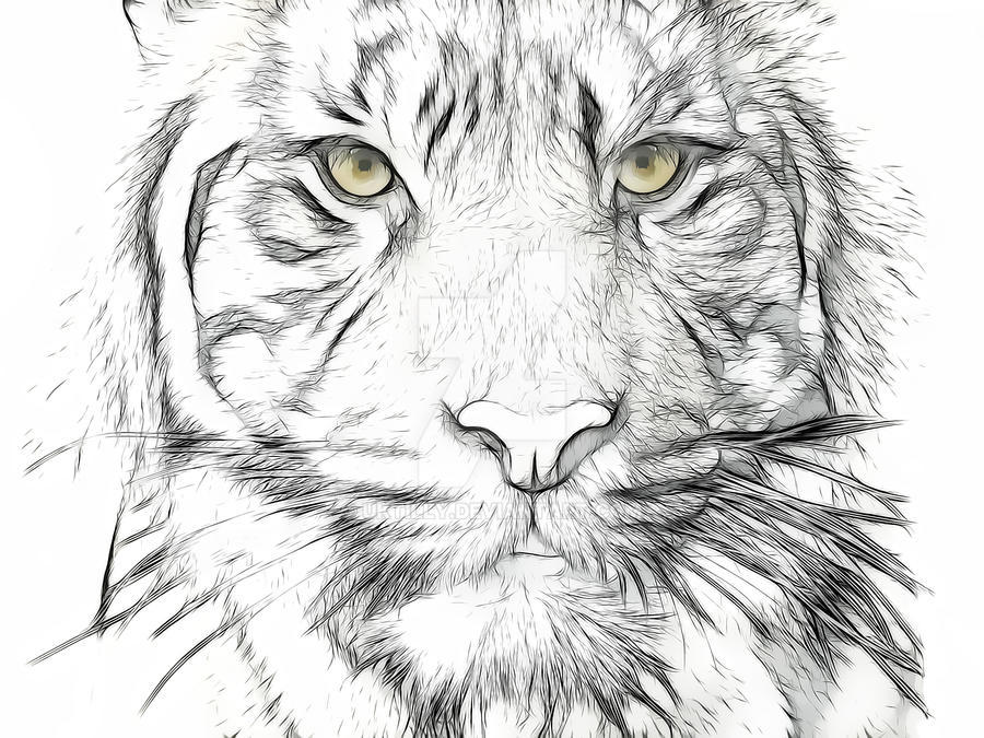 tiger