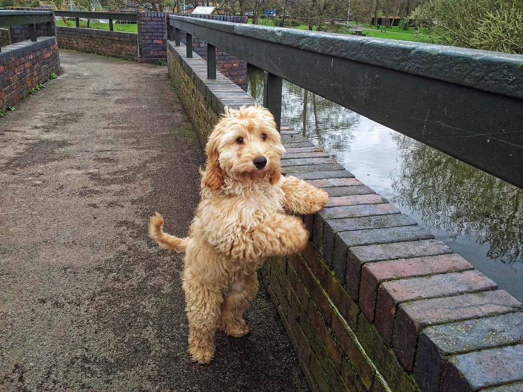 Teddy the Cockapoo looking over the bridge