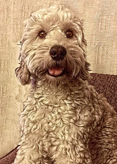 Cockapoo Teddy by uktilly on DeviantArt