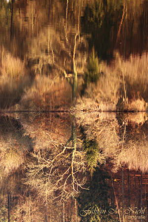 Forest Illusion by Optionator Forest Illusion by Optionator