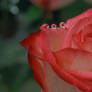 Bouquet in the drops