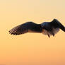 Sunset Seagull 2
