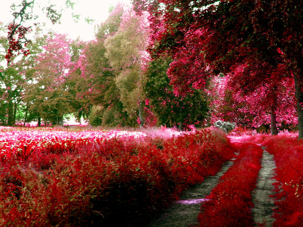 Red Color Path Red Path by Phuindrad on DeviantArt