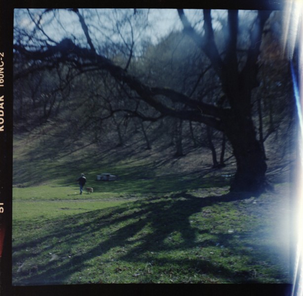 a tree, a man and a dog