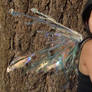 Real Faery wings