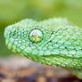 African Bush Viper