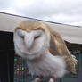 Whisper the Barn Owl