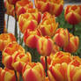 Tulip Square