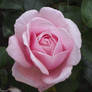 Pink Rose