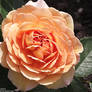 Orange Rose