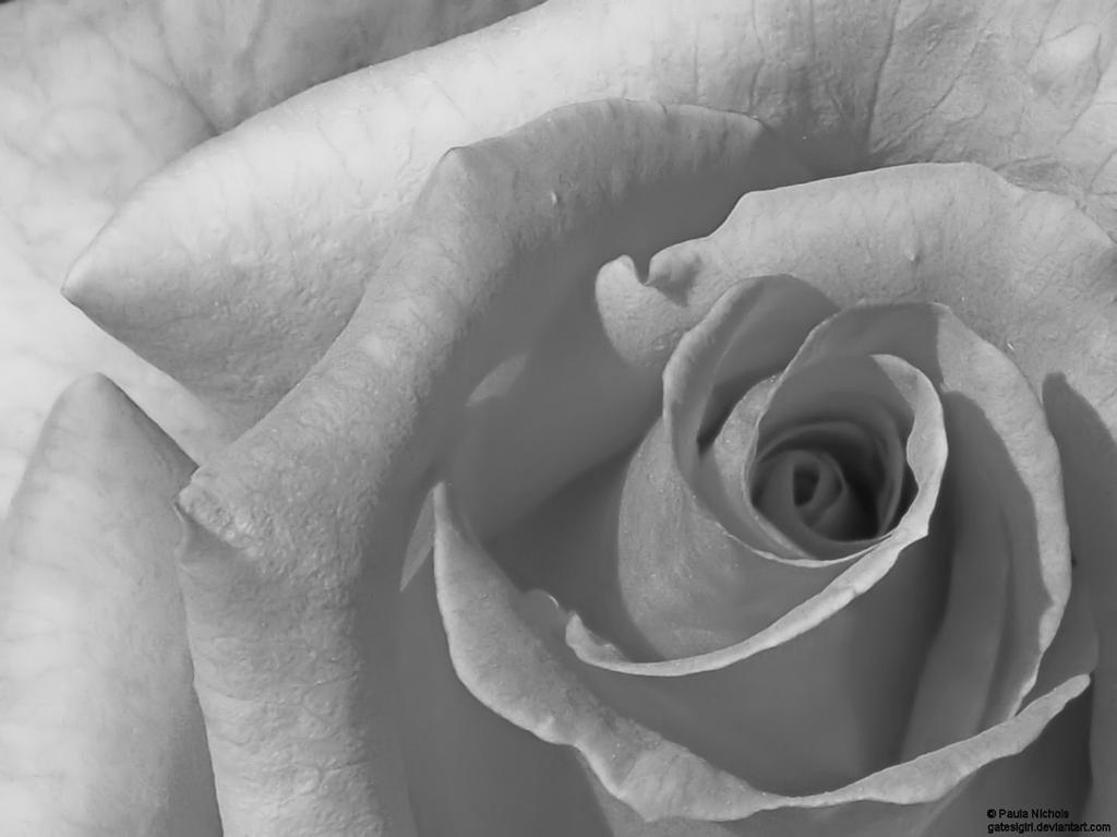 B and W Rose