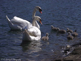 Swan Family 4