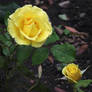 Yellow Roses