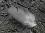 Feather by Gatesigirl
