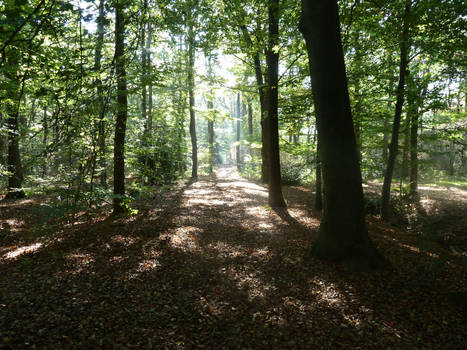 Path of Leaves