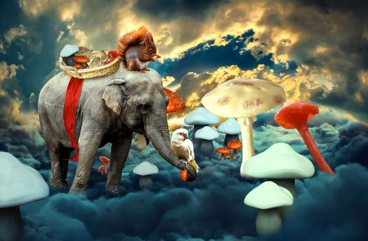 Picking sky mushrooms