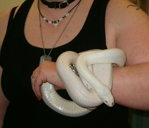 Apophis, blizzard corn snake