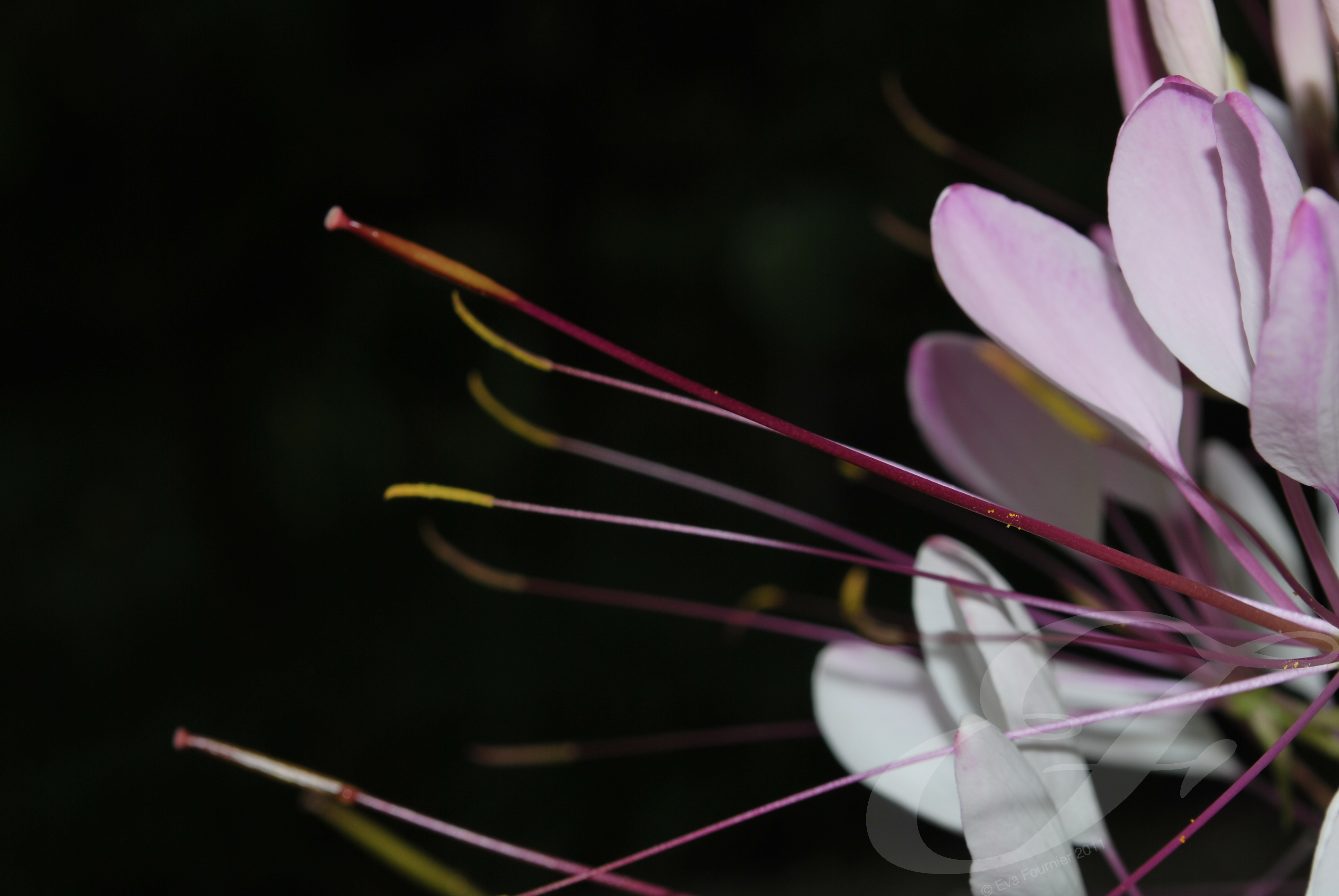 Cleome hassleriana