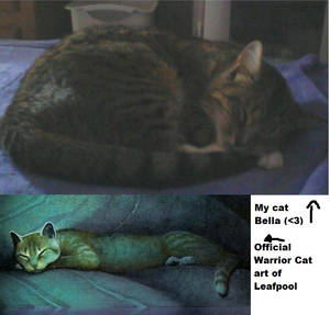 My Cat Bella Vs Leafpool