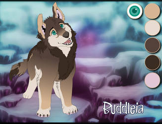 Reference sheet ~ Buddleia