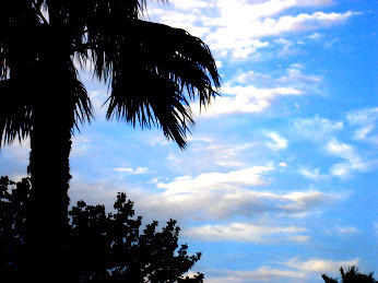 Palm Tree Clouds