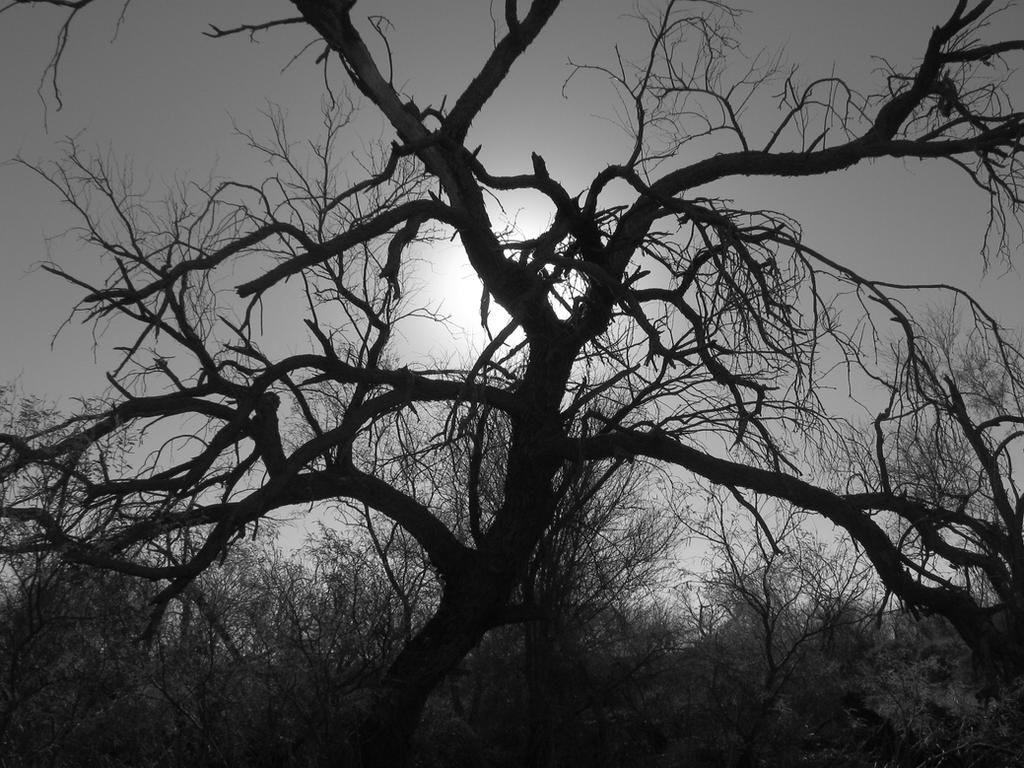 Tree Mdark dark tree by Kodathewhale on DeviantArt