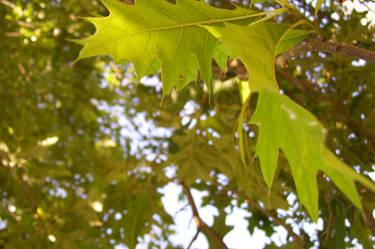 leaves