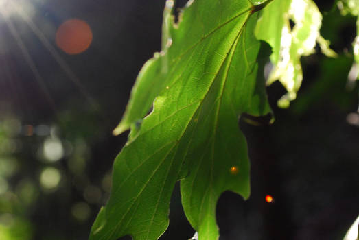 Summer morning leaves