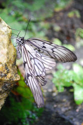 Idea leuconae butterfly