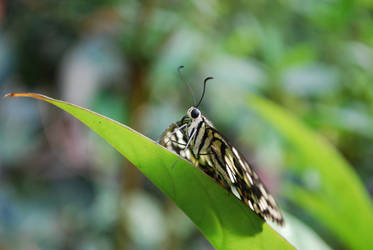 Caligo Memnon Butterfly