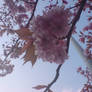 Cherry Blossoms