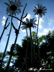 Below the Flowers