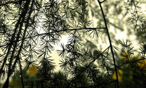 Dance of spiky leaves. by grenjithr