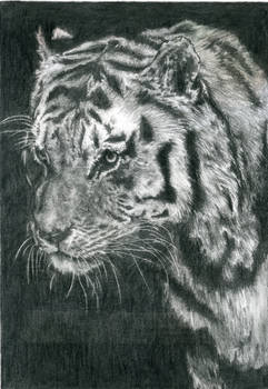 Portrait of a Tiger