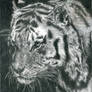 Portrait of a Tiger